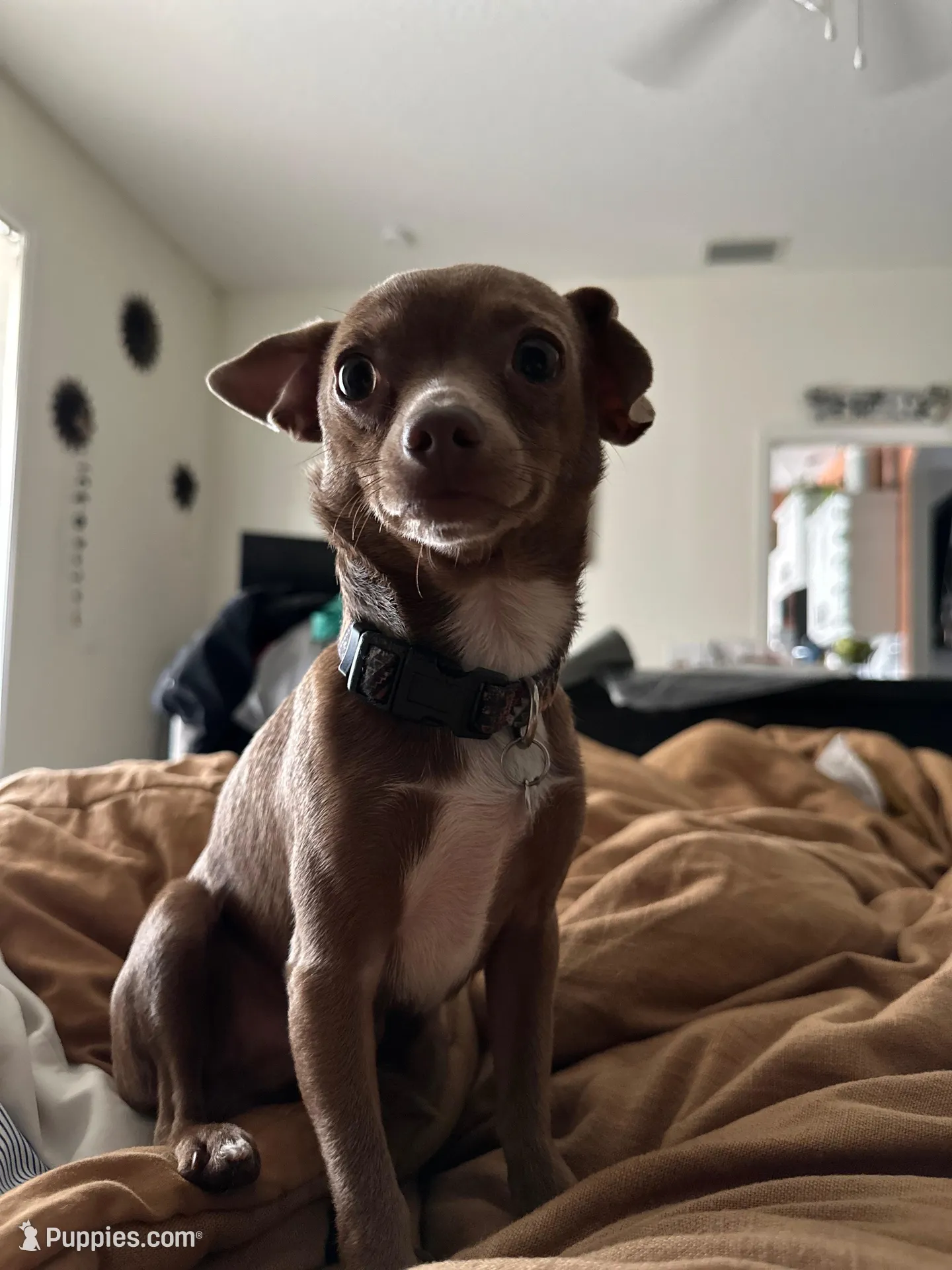 Rocky, a male Chihuahua for sale in Deltona, FL – Photo 9 of 9