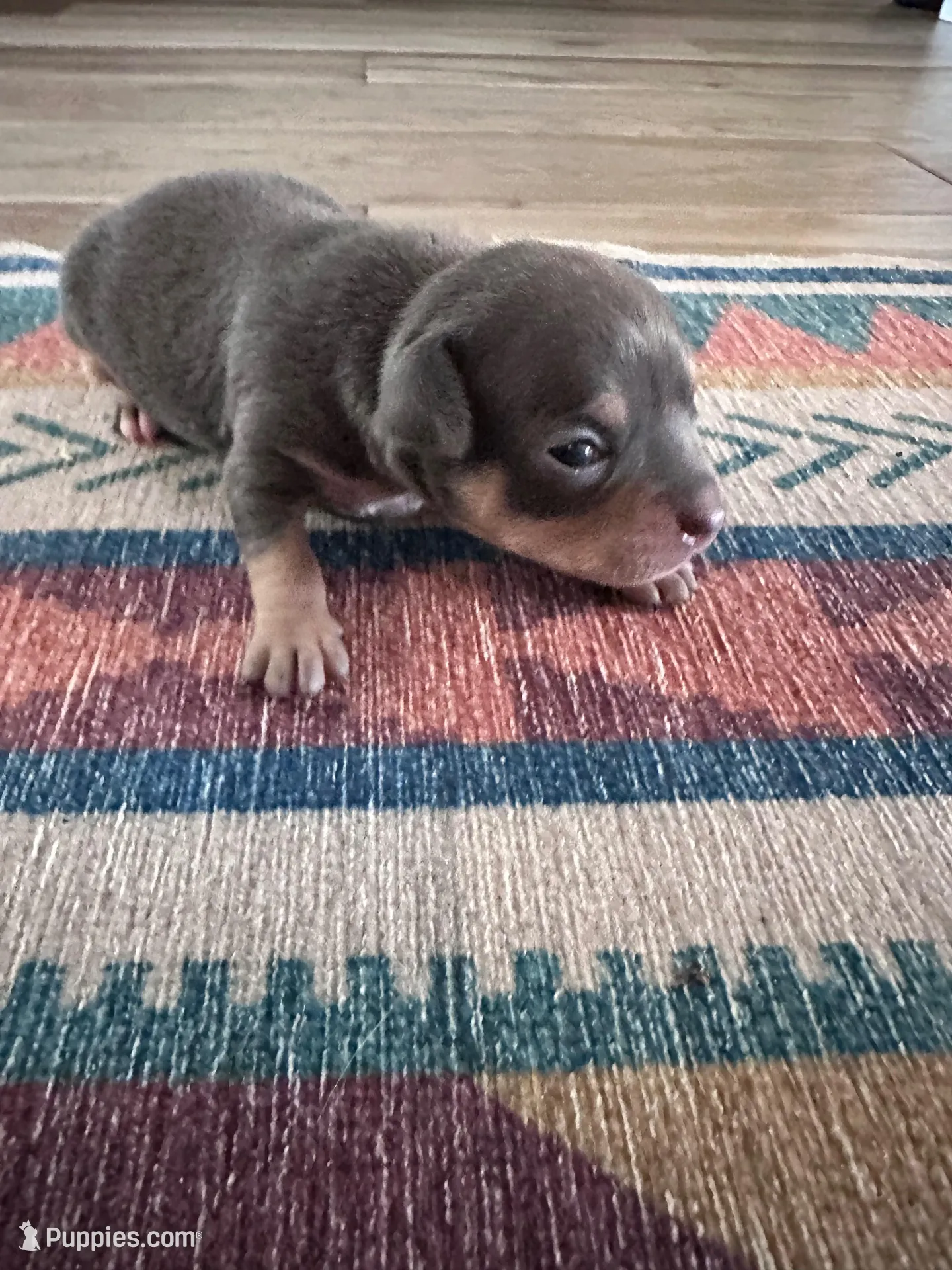Rocky – Chihuahua puppy for sale in Deltona, FL