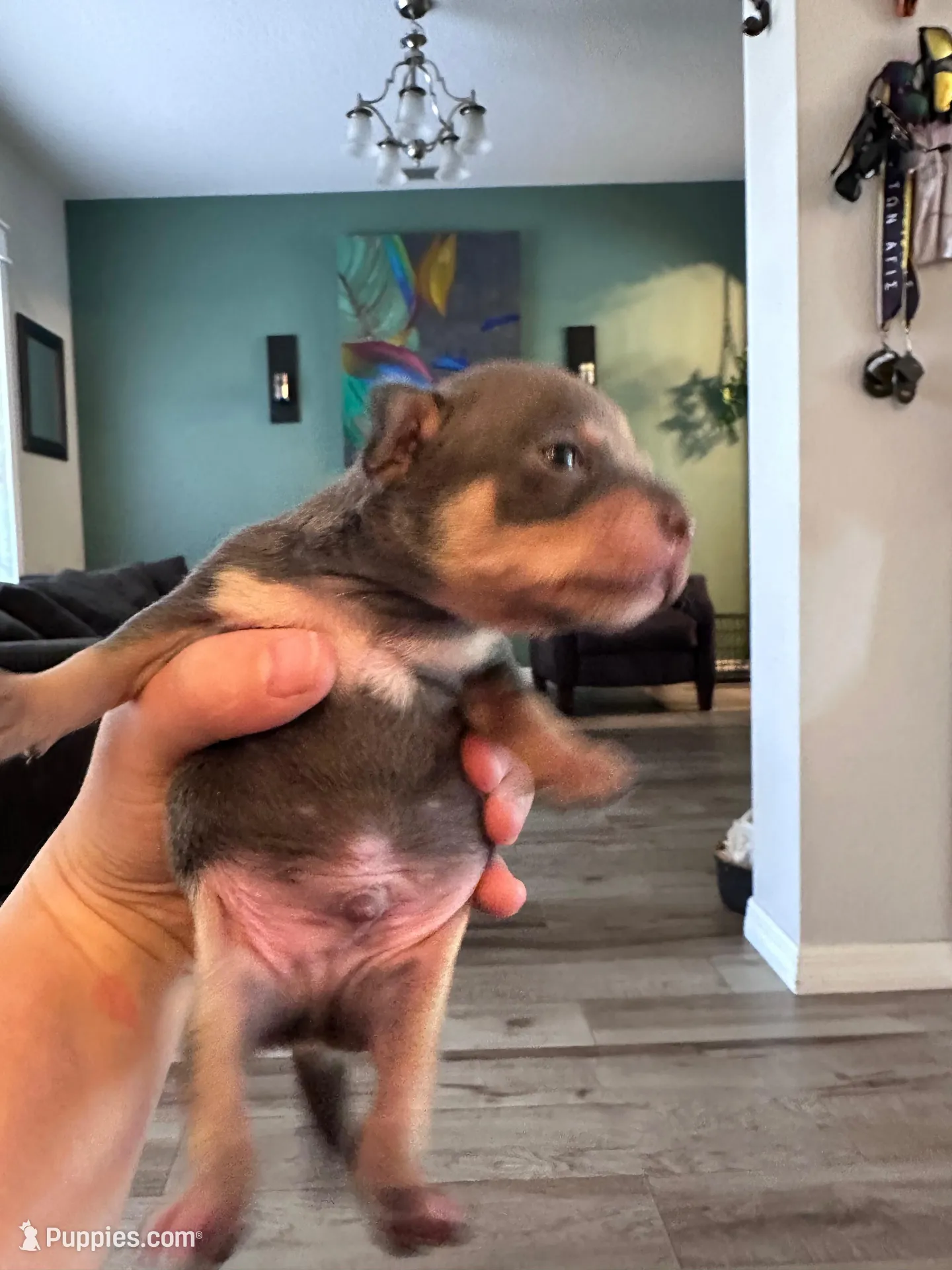 Rocky, a male Chihuahua for sale in Deltona, FL – Photo 2 of 9