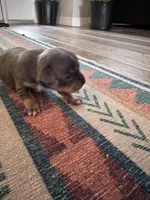 Rubble, a male Chihuahua for sale in Deltona, FL – Photo 3 of 8