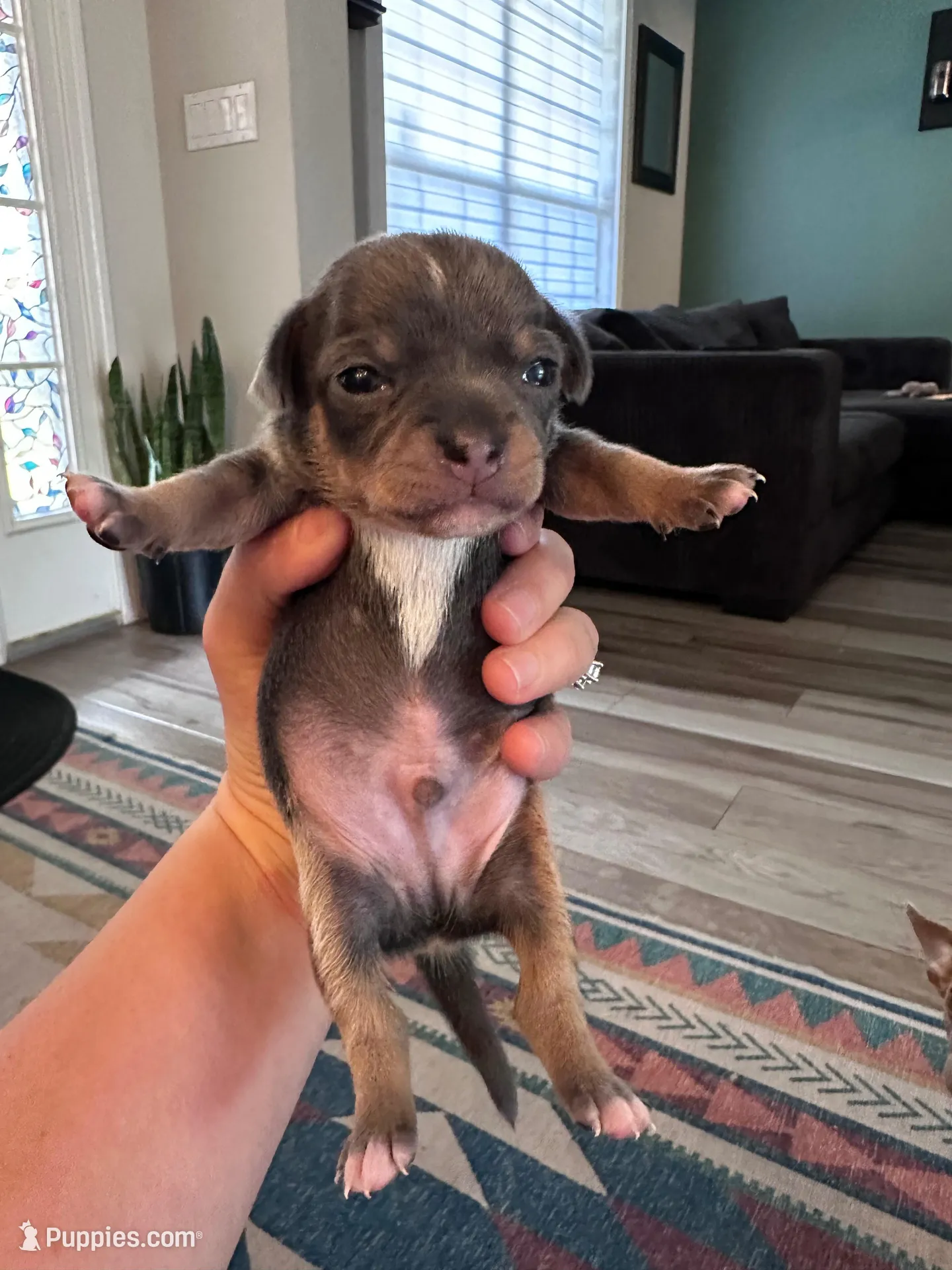 Rubble – Chihuahua puppy for sale in Deltona, FL