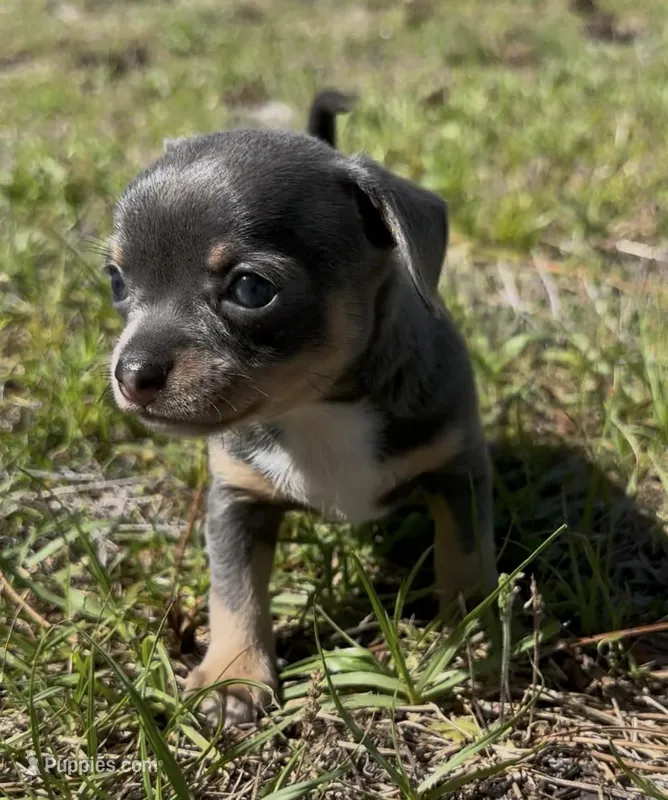 Rubble – Chihuahua puppy for sale in Deltona, FL