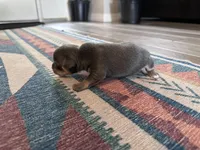 Rubble, a male Chihuahua for sale in Deltona, FL – Photo 4 of 8