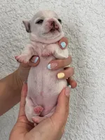 Luna, a female Chihuahua for sale in Naples, FL – 2 of 8