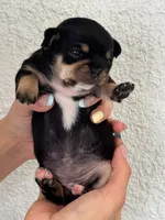 Nala, a female Chihuahua for sale in Naples, FL – 2 of 7