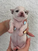 Luna, a female Chihuahua for sale in Naples, FL – 5 of 8