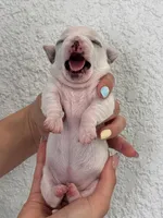 Luna, a female Chihuahua for sale in Naples, FL – 4 of 8