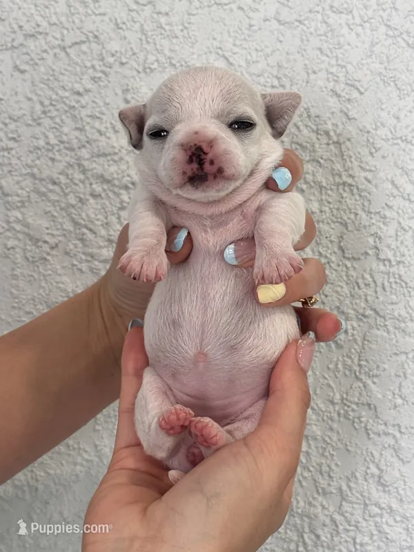 Luna – Chihuahua puppy for sale in Naples, FL