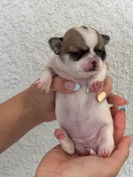 Coco, a female Chihuahua for sale in Naples, FL – 2 of 8