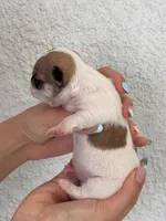 Coco, a female Chihuahua for sale in Naples, FL – 7 of 8