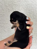 Nala, a female Chihuahua for sale in Naples, FL – 4 of 7