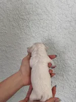 Luna, a female Chihuahua for sale in Naples, FL – 7 of 8