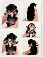 Nala, a female Chihuahua for sale in Naples, FL – 6 of 7