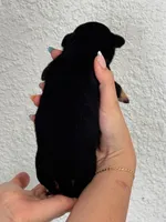 Nala, a female Chihuahua for sale in Naples, FL – 5 of 7