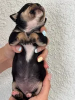 Nala, a female Chihuahua for sale in Naples, FL – 3 of 7
