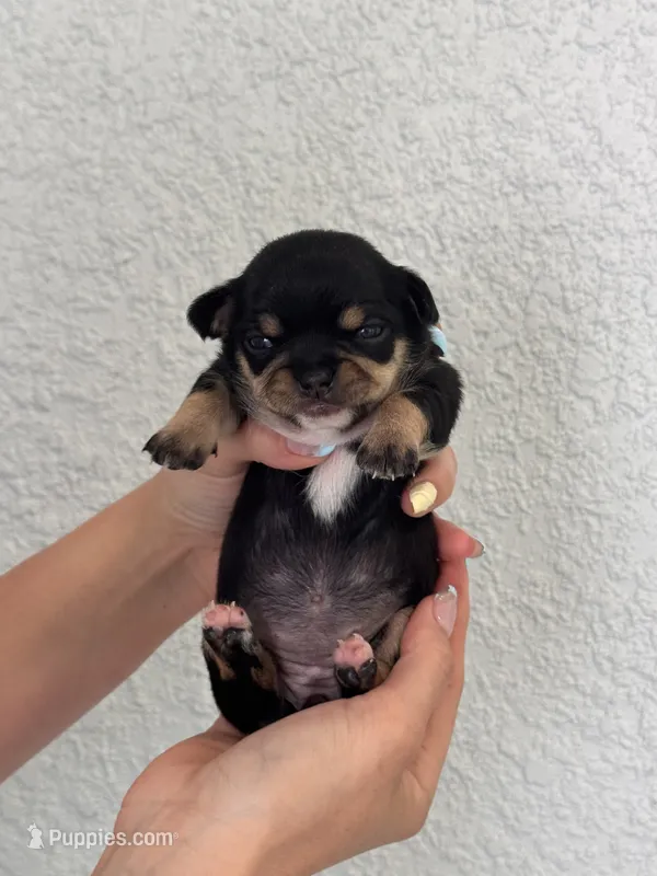Nala – Chihuahua puppy for sale in Naples, FL