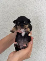 Nala, a female Chihuahua for sale in Naples, FL – 1 of 7