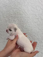 Luna, a female Chihuahua for sale in Naples, FL – 6 of 8