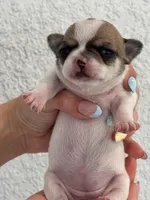 Coco, a female Chihuahua for sale in Naples, FL – 3 of 8