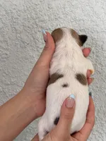 Coco, a female Chihuahua for sale in Naples, FL – 4 of 8