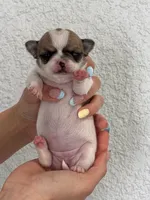 Coco, a female Chihuahua for sale in Naples, FL – 1 of 8