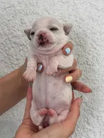 Luna, a female Chihuahua for sale in Naples, FL – 3 of 8