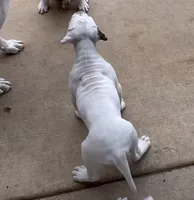 processed/af291dcd-ad43-4b8c-8f75-94db92f858d2/listing/8e3e9536-c3d2-426a-bb2c-246d24d1cb18/539d83d4-c5fc-428f-a5a5-1ebaa1fb9eb1