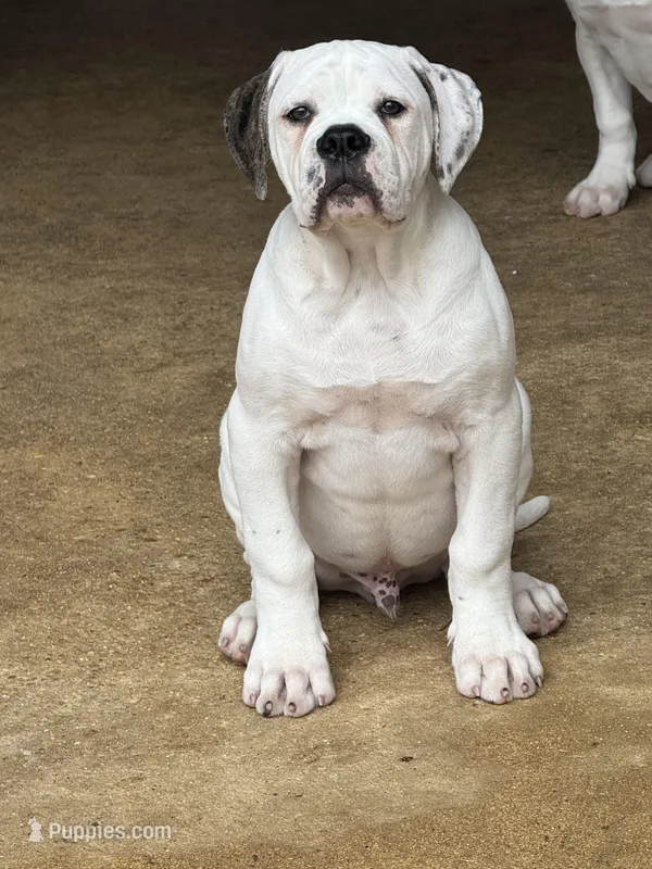 Full force – American Bulldog puppy for sale in Maplesville, AL