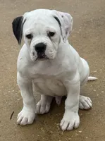 processed/af291dcd-ad43-4b8c-8f75-94db92f858d2/listing/8e3e9536-c3d2-426a-bb2c-246d24d1cb18/b4a58ff4-152c-49f0-a86e-5984ad8c79ed