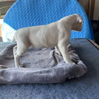 Recon, a male American Bulldog for sale in Maplesville, AL – Photo 9 of 10