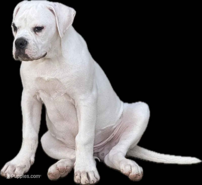 Recon – American Bulldog puppy for sale in Maplesville, AL