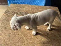 processed/af291dcd-ad43-4b8c-8f75-94db92f858d2/listing/b7072e9d-85a3-49e8-b833-1874e0101844/4d977dc5-6bc0-475c-b7d5-2bdadf44b539