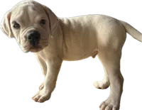 processed/af291dcd-ad43-4b8c-8f75-94db92f858d2/listing/b7072e9d-85a3-49e8-b833-1874e0101844/a822532d-2771-4fdf-a02c-0d986dfc2eaf