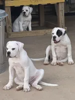 Recon, a male American Bulldog for sale in Maplesville, AL – Photo 5 of 10