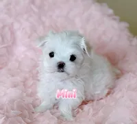 AKC Champion Sired Mini Girl, a female Maltese for sale in Birmingham, AL – Photo 2 of 4