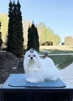 AKC Champion Sired Mini Girl, a female Maltese for sale in Birmingham, AL – Photo 3 of 4