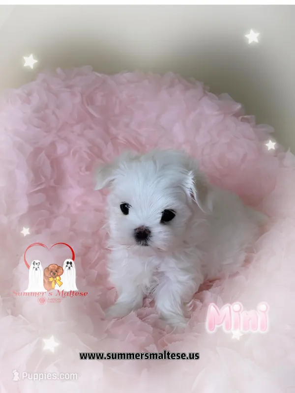 AKC Champion Sired Mini Girl – Maltese puppy for sale in Birmingham, AL
