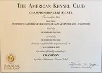 AKC Champion Sired Mini Girl, a female Maltese for sale in Birmingham, AL – Photo 4 of 4