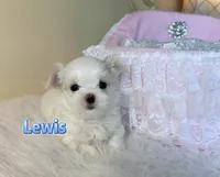 AKC Champion Sired Boy, Lewis, a male Maltese for sale in Birmingham, AL – 2 of 6