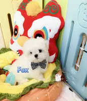 AKC Champion Sired Boy-Fox, a male Maltese for sale in Birmingham, AL – 3 of 5