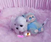 Teeny Weeny, a female Maltese for sale in Birmingham, AL – Photo 2 of 2