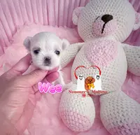 Teeny Weeny, a female Maltese for sale in Birmingham, AL – Photo 1 of 2