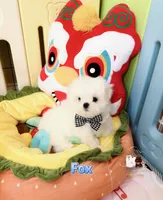 AKC Champion Sired Boy-Fox, a male Maltese for sale in Birmingham, AL – 5 of 5