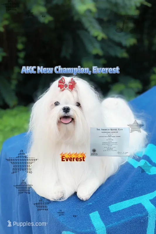 AKC Champion Sired Boy, Milo – Maltese puppy for sale in Birmingham, AL