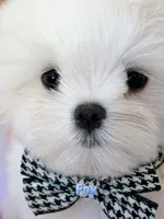 AKC Champion Sired Boy-Fox, a male Maltese for sale in Birmingham, AL – 2 of 5
