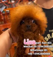 Chines Teddy, Lena, a female Poodle - Toy  for sale in Birmingham, AL – 2 of 2