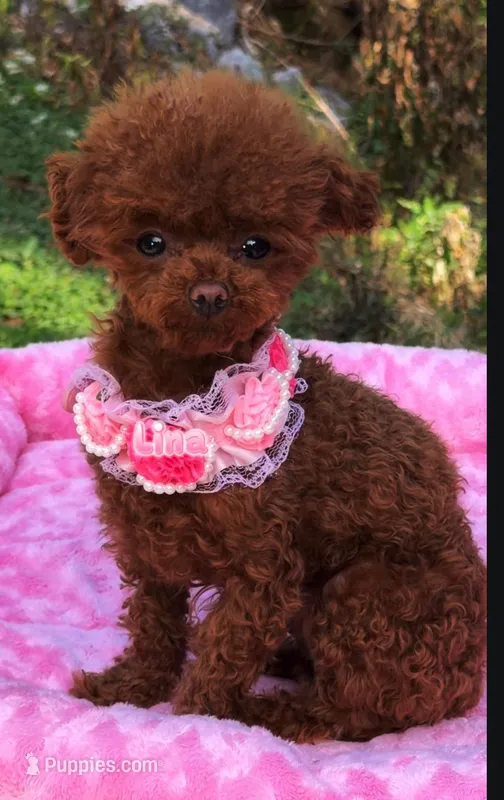 Chines Teddy, Lena – Poodle - Toy  puppy for sale in Birmingham, AL