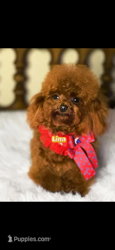 Chines Teddy, Lena – Poodle - Toy  puppy for sale in Birmingham, AL