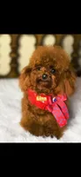 Chines Teddy, Lena, a female Poodle - Toy  for sale in Birmingham, AL – 1 of 2