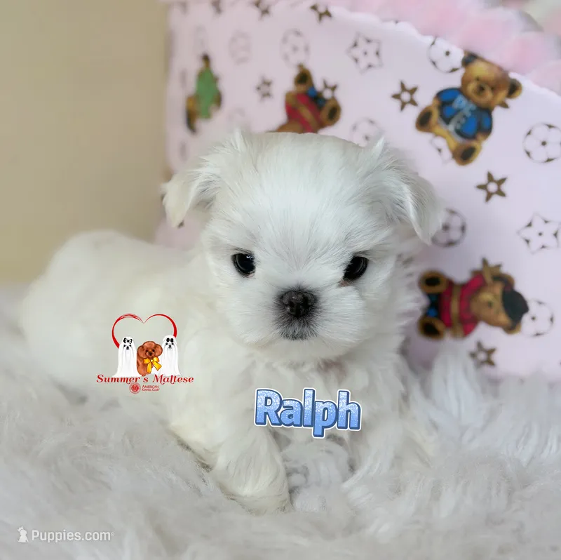 AKC Korean Boy, Ralph